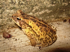 Marbled Toad photo 3
