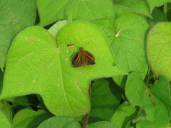 Corticea corticea