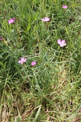 Dianthus chinensis