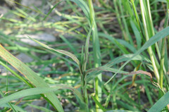 Ustilago filiformis