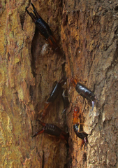 Forficula senegalensis