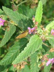 Corticea corticea