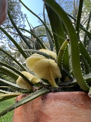 Leucocoprinus birnbaumii image