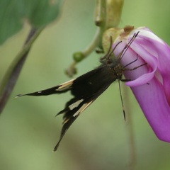 Thorybes pseudocellus