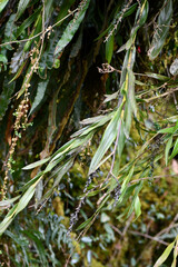 Epidendrum papallactense