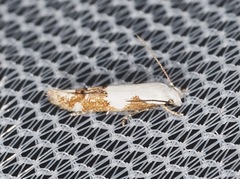 Mompha circumscriptella