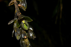 Epidendrum papallactense