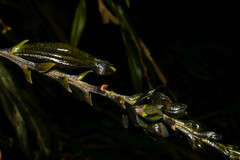 Epidendrum papallactense