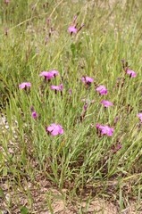 Dianthus chinensis