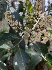 Prunus myrtifolia