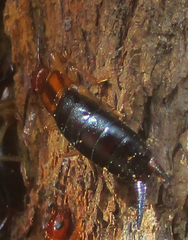 Forficula senegalensis