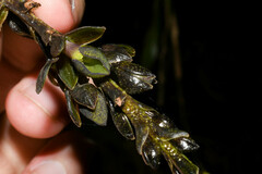 Epidendrum papallactense