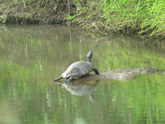 Trachemys grayi grayi