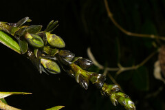 Epidendrum papallactense