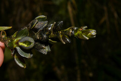 Epidendrum papallactense
