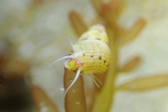 Eulithidium
