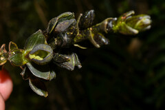 Epidendrum papallactense