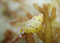 Eulithidium