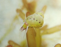 Eulithidium
