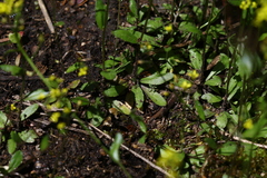 Draba albertina