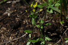 Draba albertina