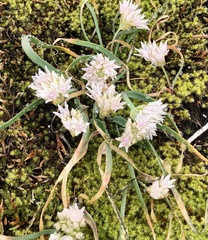Allium crenulatum