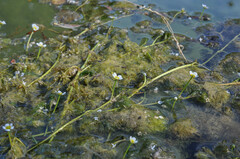 Ranunculus penicillatus