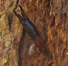 Forficula senegalensis