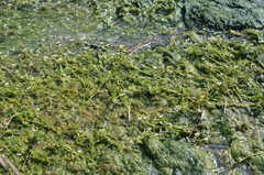 Ranunculus penicillatus