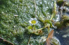 Ranunculus penicillatus