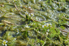 Ranunculus penicillatus