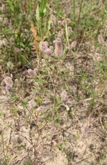 Trifolium arvense