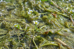Ranunculus penicillatus