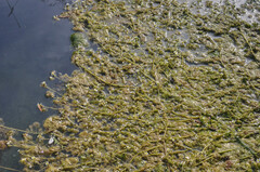 Ranunculus penicillatus