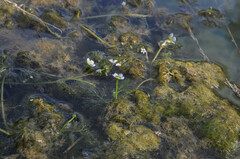 Ranunculus penicillatus