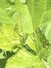 Trialeurodes abutiloneus