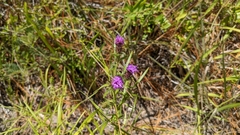 Liatris squarrosa