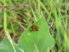 Corticea corticea