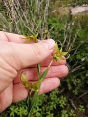 Freesia viridis