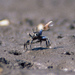 Aqua Fiddler Crab - Photo (c) Michael Rosenberg, some rights reserved (CC BY-NC)
