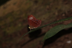 Abisara geza