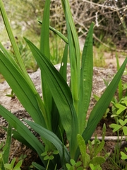 Freesia viridis