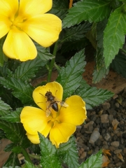 Eristalis tenax