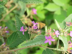 Corticea corticea