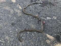 Orientocoluber spinalis