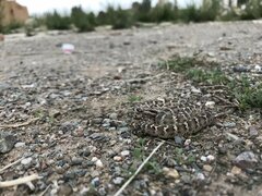 Gloydius halys cognatus