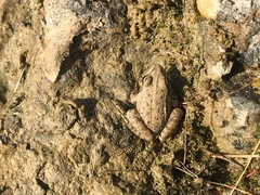 Pelophylax ridibundus