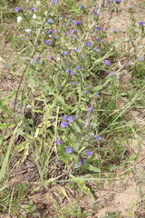 Echium vulgare