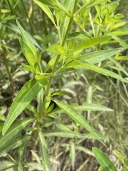 Lysimachia terrestris