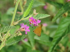Corticea corticea